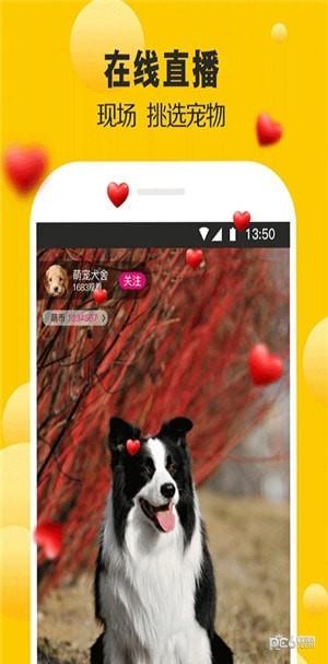 宠狐  v4.5.4图3