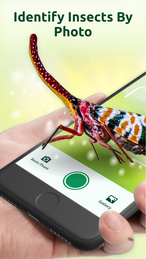 昆虫标识符手机版  v1.0图3