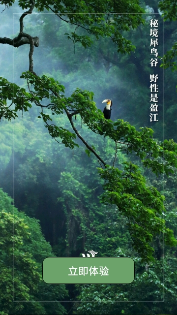 盈江云app